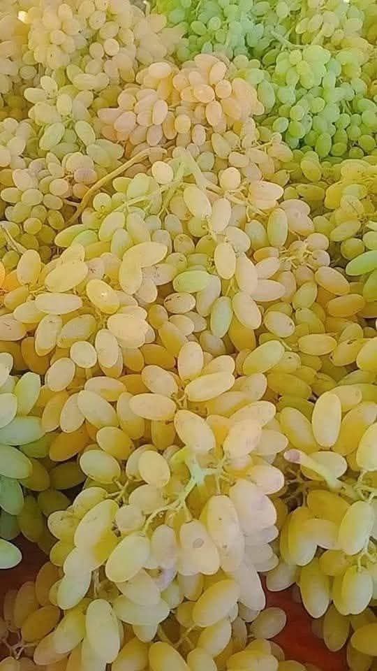 Fresh Afghan green grapes