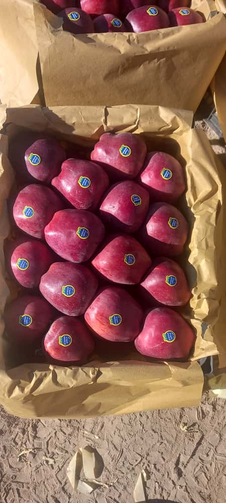 Fresh red apples packed for sale